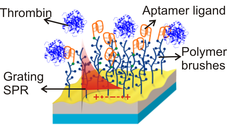 Kotlarek thrombin biosensor